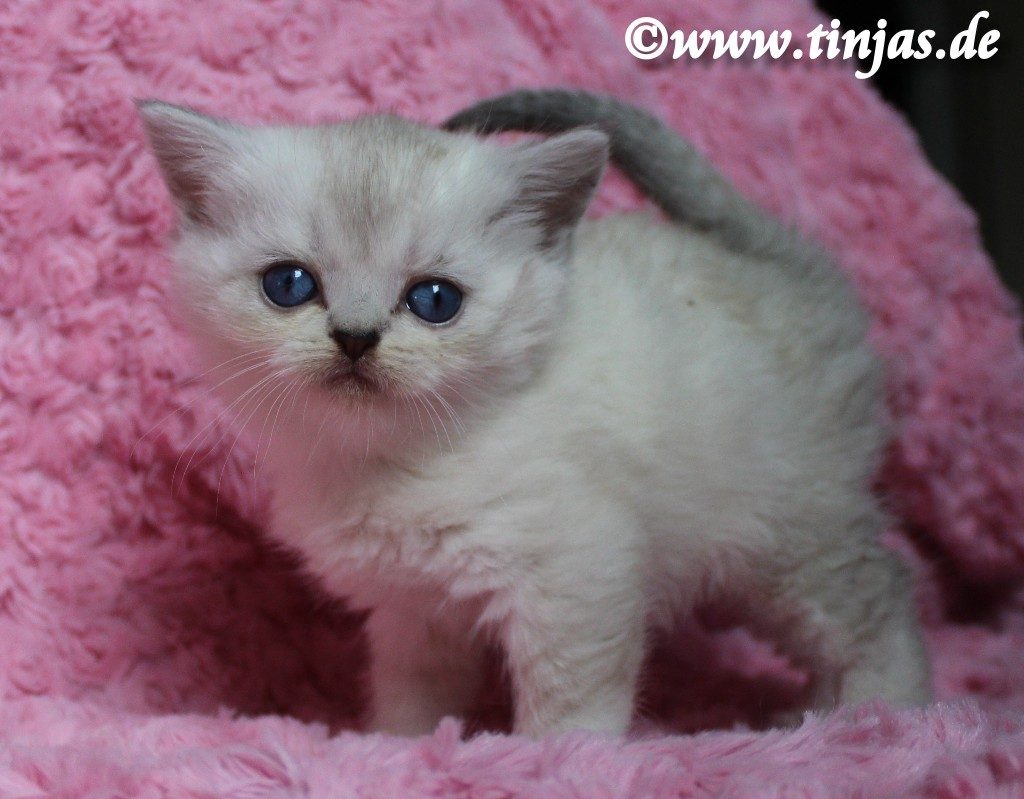 BKH Kitten seal silver tabby point</A>